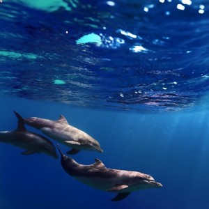 delfines