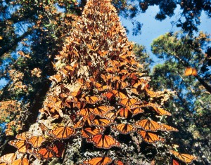 migración-mariposa-monarca